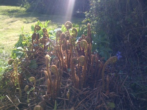 Ferns unfolding in the back garden.